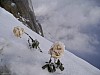 Roses left at the top of the Aiguille du Midi.